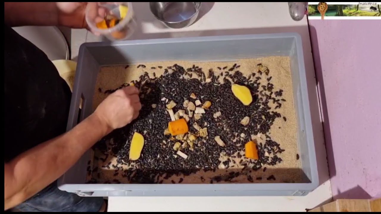 Elternzuchtbox Insecto - optimierte Zuchtbox für Mehlkäfer