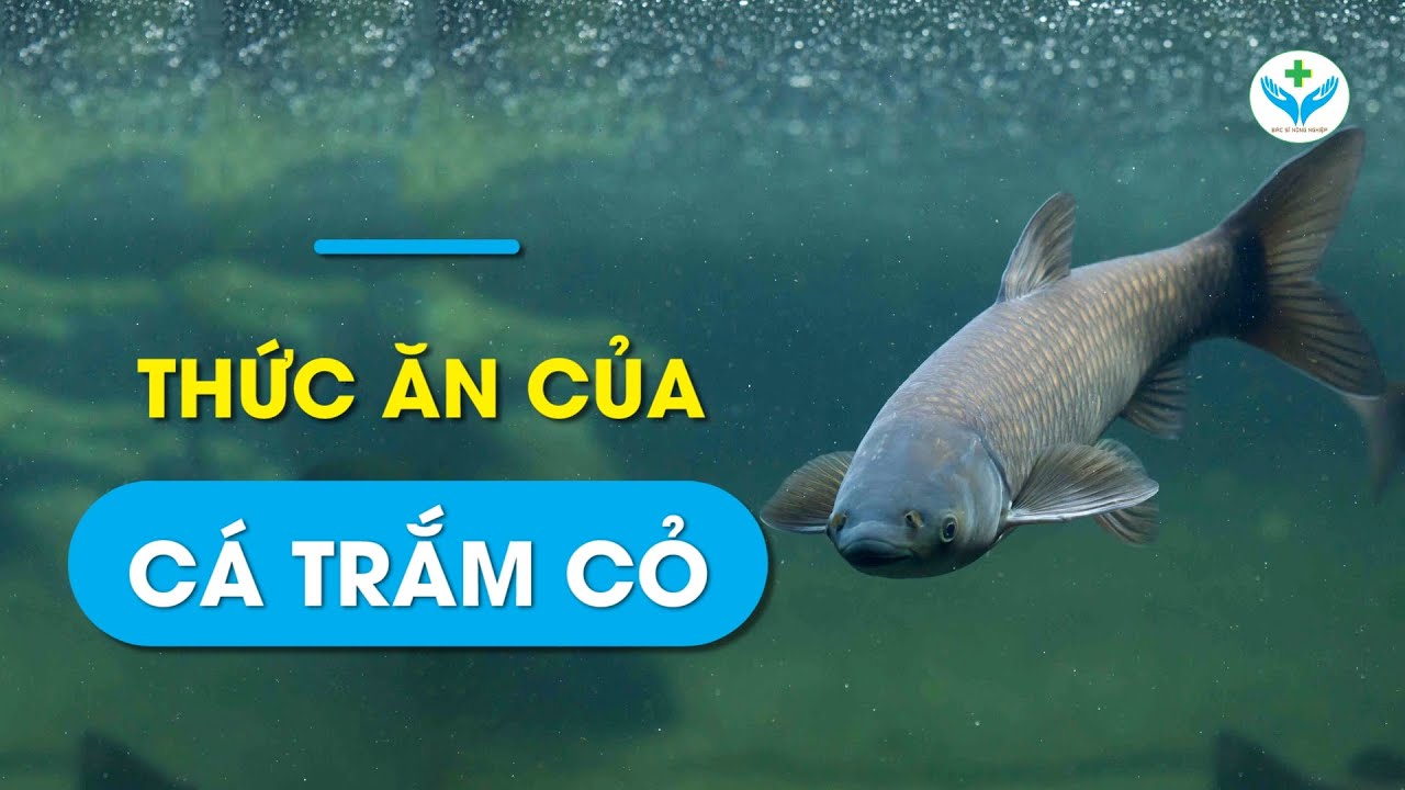 Thức ăn của cá trắm cỏ┃Nông Sản ND