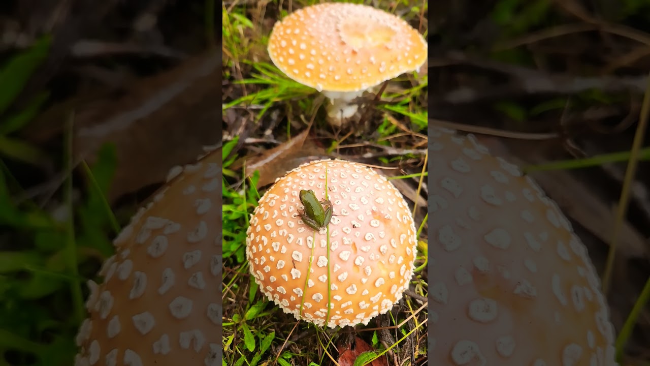 pacific tree frog in 🍄 mushroom