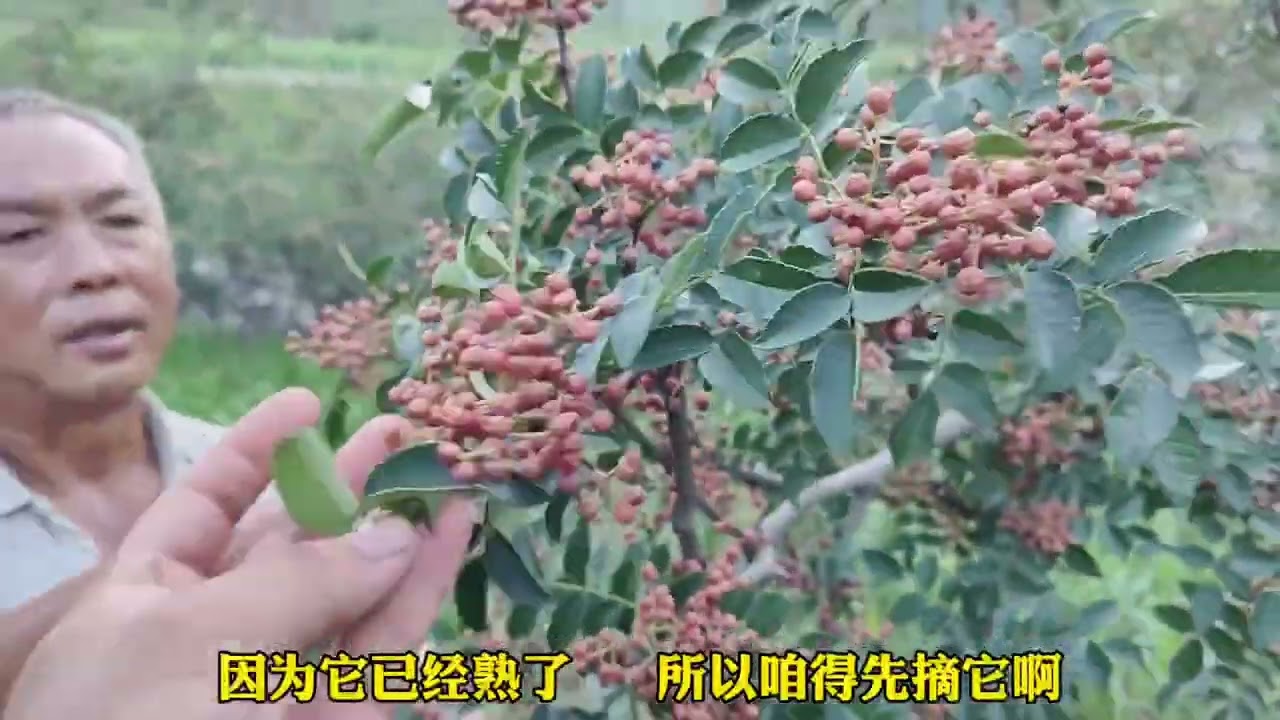 花椒成熟了，原来花椒还有这么多品种区别？看完全都明白了！