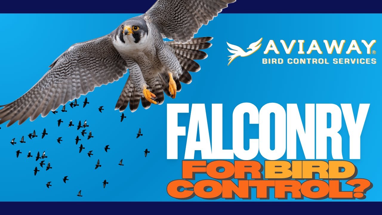 Falconry For Bird Control? | Watch Our Falcon In Action