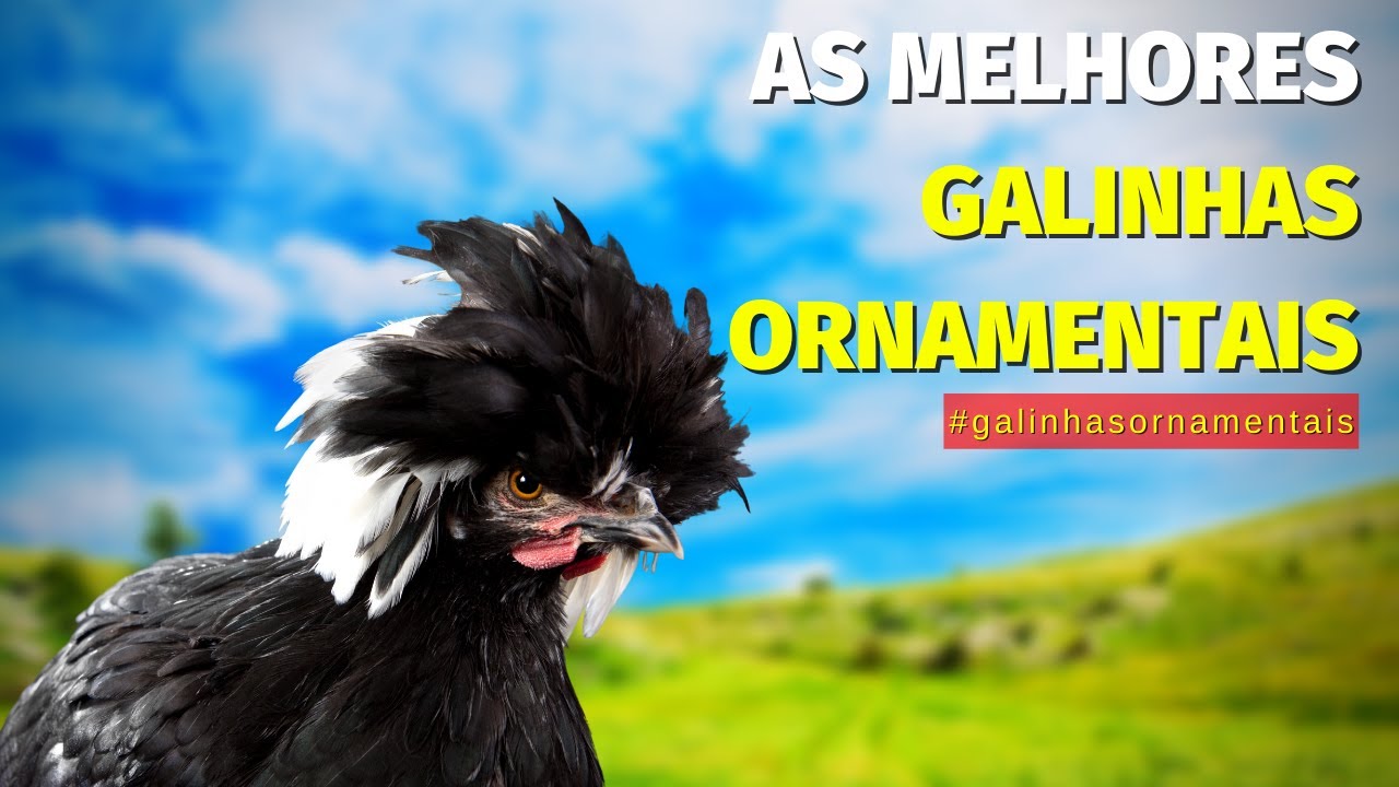 🐓 As RAÇAS que o CRIATÓRIO NEVES cria hoje e DÁ DINHEIRO