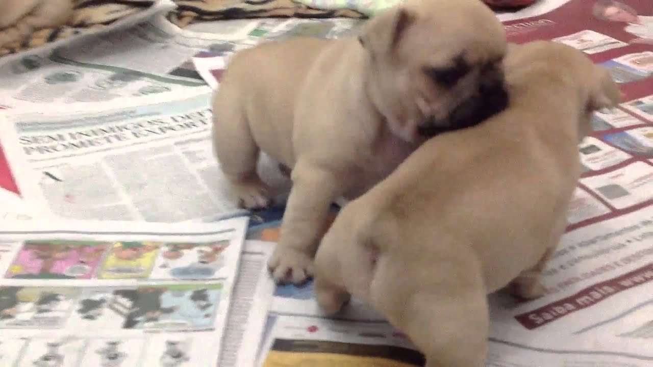 Filhotes Bulldog Francês