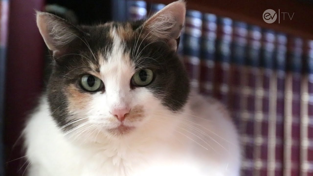 Undercover unterwegs: Eine Katze packt aus