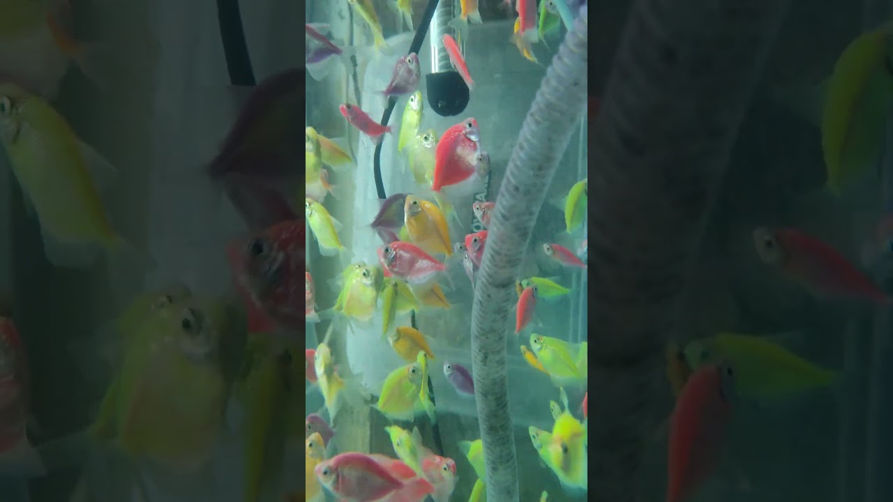 🌈 Colorful Widow Tetra Fish Available! 🌟📍Saini Fish Aquarium Shop, Phagwara📞Contact: 9815272871✨