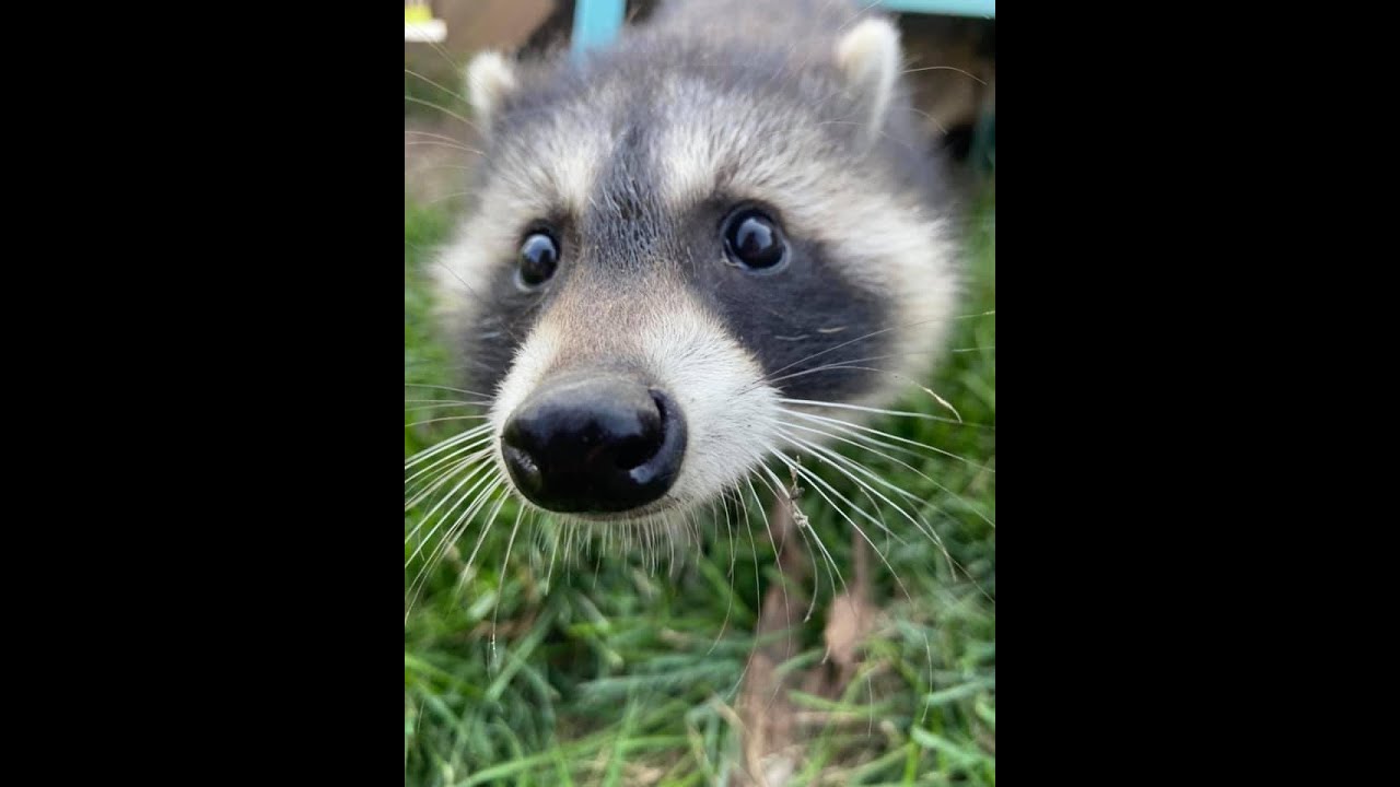 What Was It Like Raising Baby Raccoons?