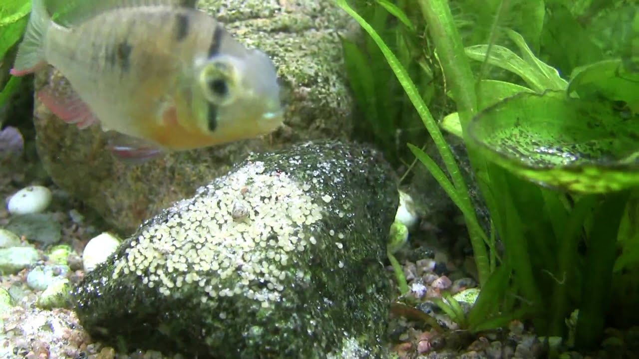 mouth-to-mouth fight