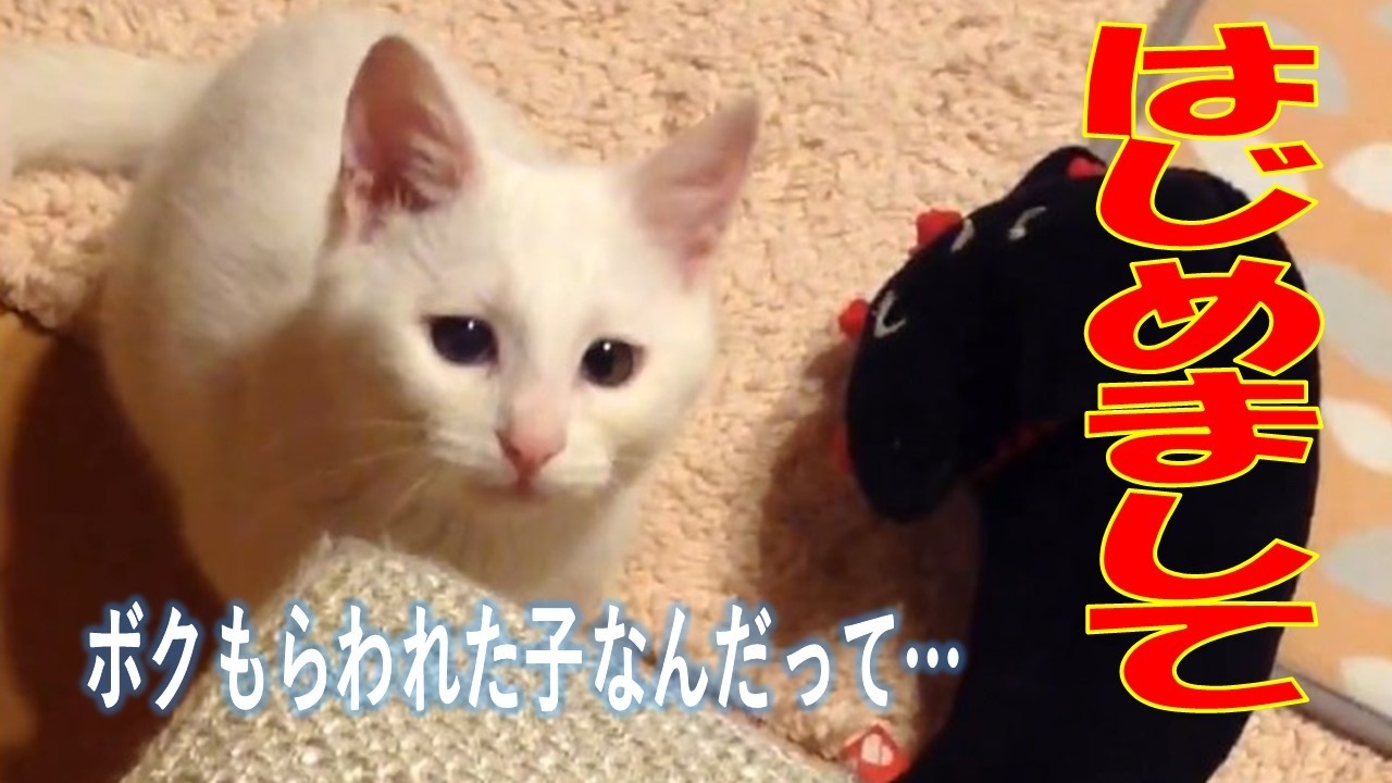 ボクの新しいお母ちゃん！　白い天使が舞い降りた物語のはじまり・・・