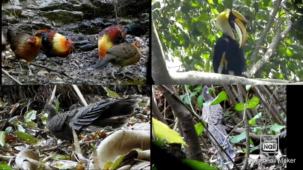 mizoram sava mawi TOP..15.lo en ve rawh le.. Bird of Mizoram..