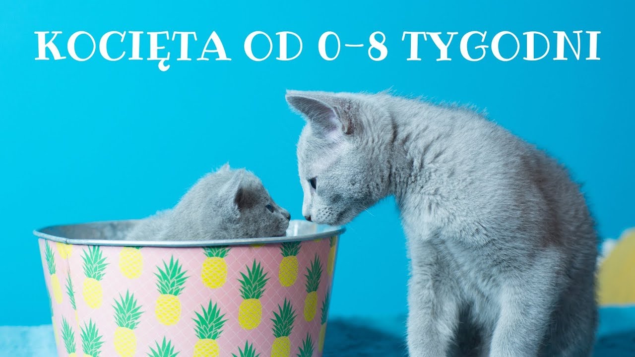 Как развиваются котята в течение 0-8 недель?