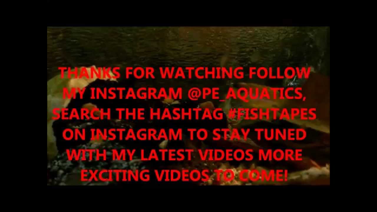 FISHTAPES Pt 1.