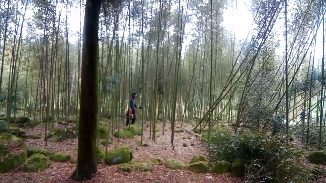 melihat teman Vietnam menebang bambu