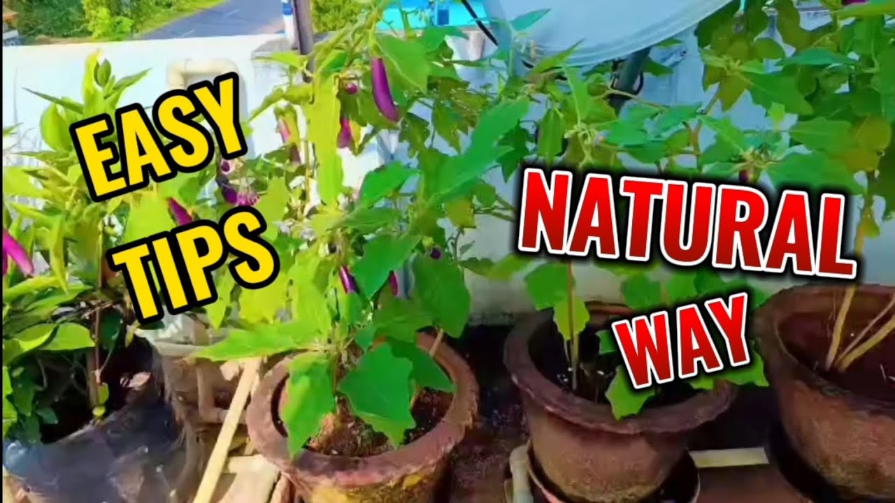 Healthy Brinjal Plant Care at Home🪴 |  Simple Tips for Fast Brinjal Growth🍆 