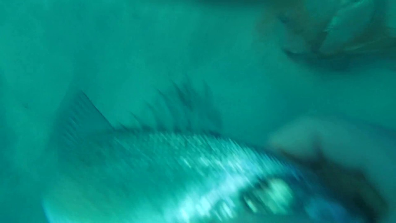Diving in Salakta with Friends ---صيد القاروص