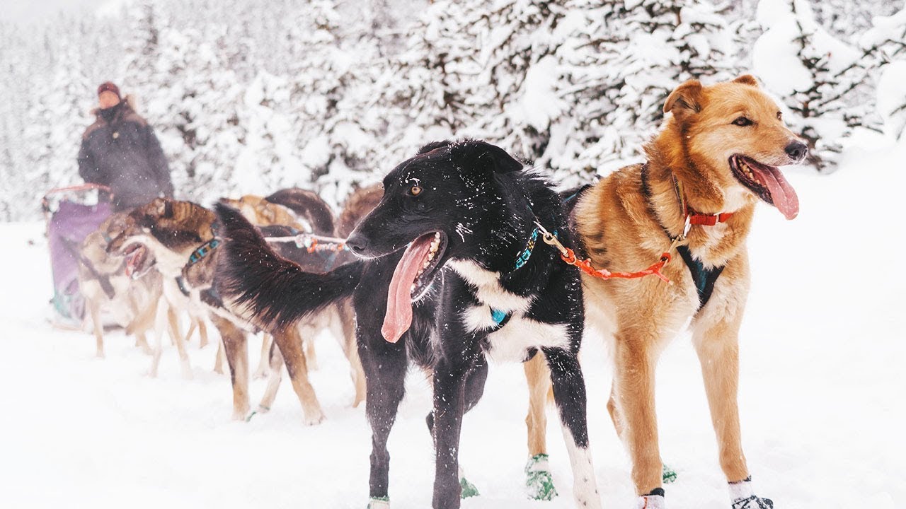 Canadian Rockies Winter Travel Guide