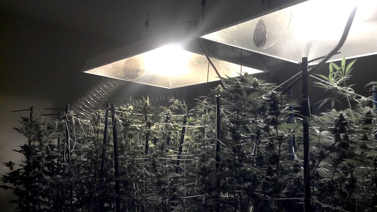 Ommp Grow Day 35 HD