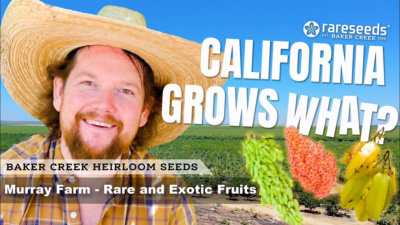 The Rarest Fruits You've Ever Seen