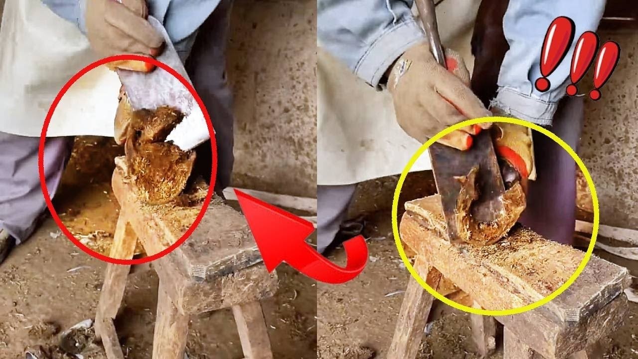 Donkey's hoof injury fixed, now walks better. #StressRelief