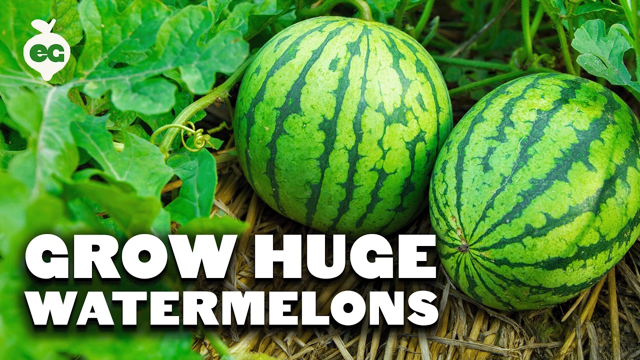 How to Grow Perfect Watermelons