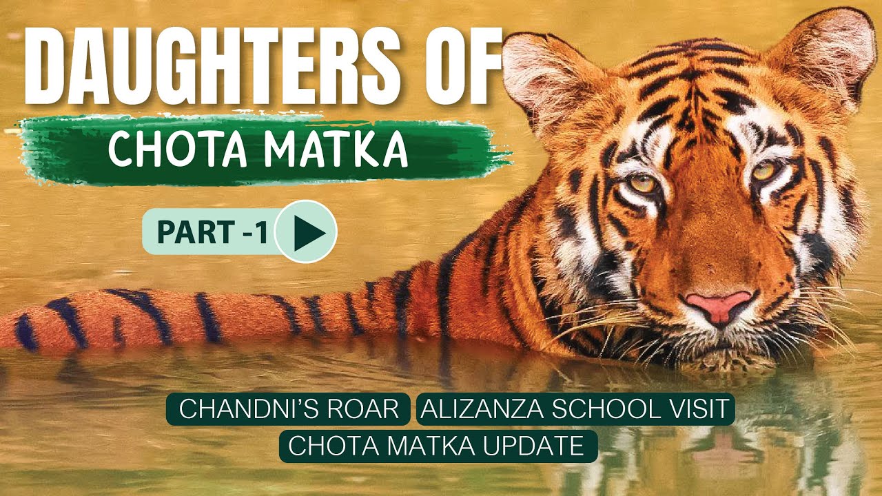 Daughters of Chota Matka - Part 1 + Chota Matka Update