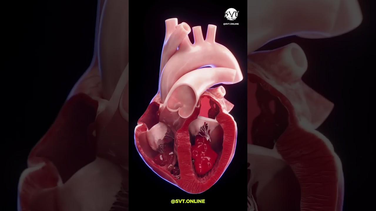 Animation 3D du Flux Sanguin du Cœur : Circulation Cardiaque Expliquée 