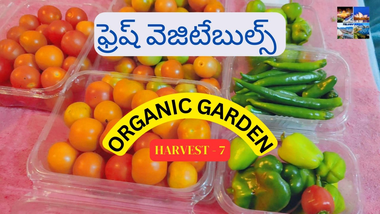 Garden Secret: HUGE Harvest Now!
