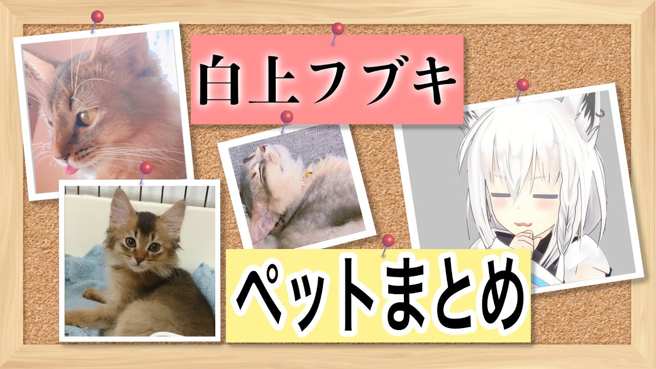 【白上フブキ】ホロメンのペットまとめ【ホロライブ/切り抜き】