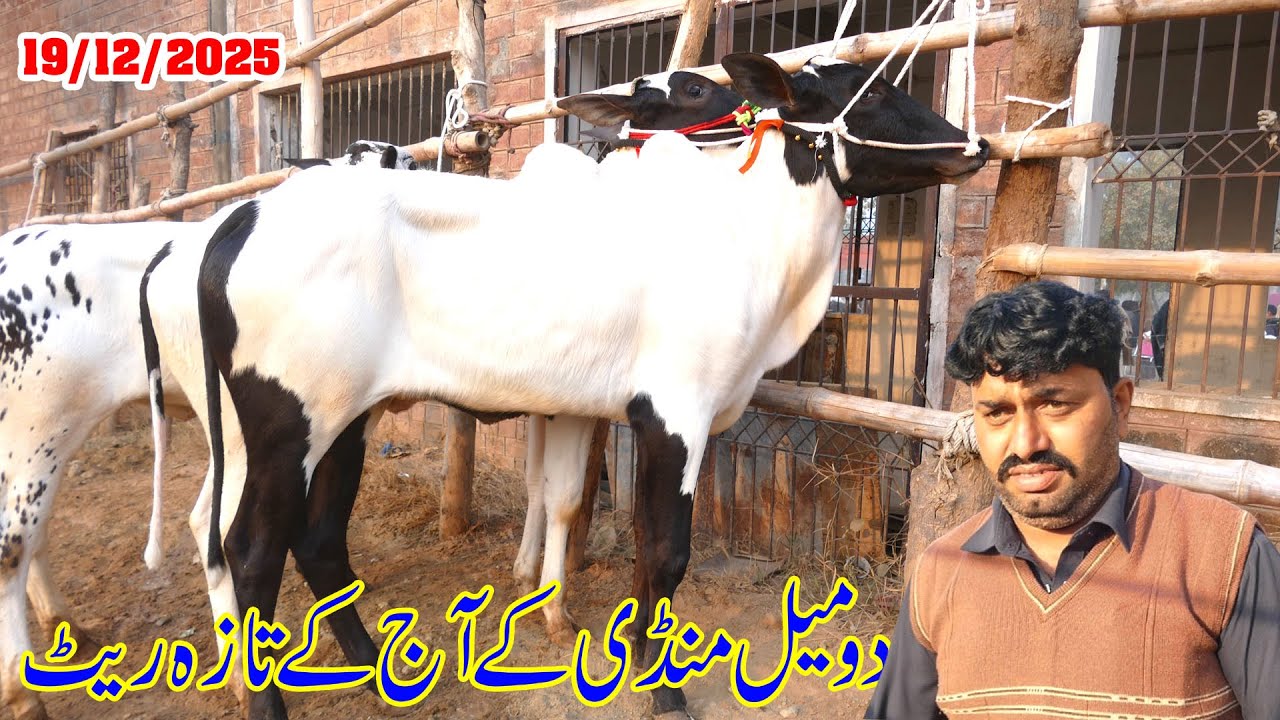 Today Domail Mandi Fatehjang Rate&rsquo;s update19/Dec.2025-Part01Sunny Video Fateh Jang Cow Mandi 2025