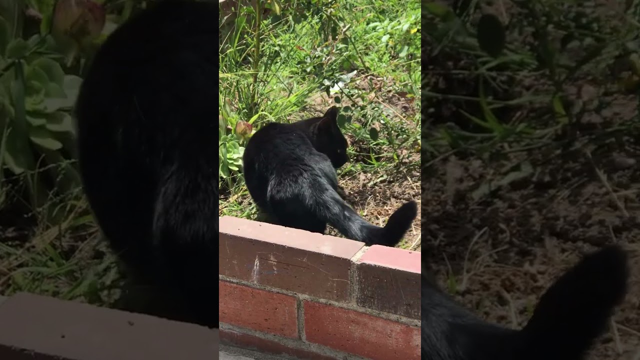 Mini panther cat #minipanther #munchkincat #blackcat #catvideos #catlovers #cat #catsofyoutube