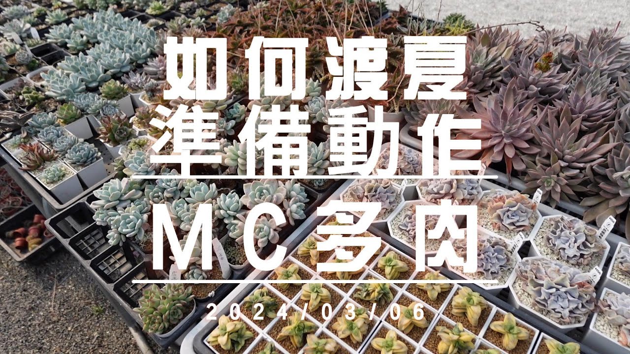 2024多肉植物渡夏訣竅先前準備動作老闆宣導 【 MC多肉園 】MC Succulent plant Vlog