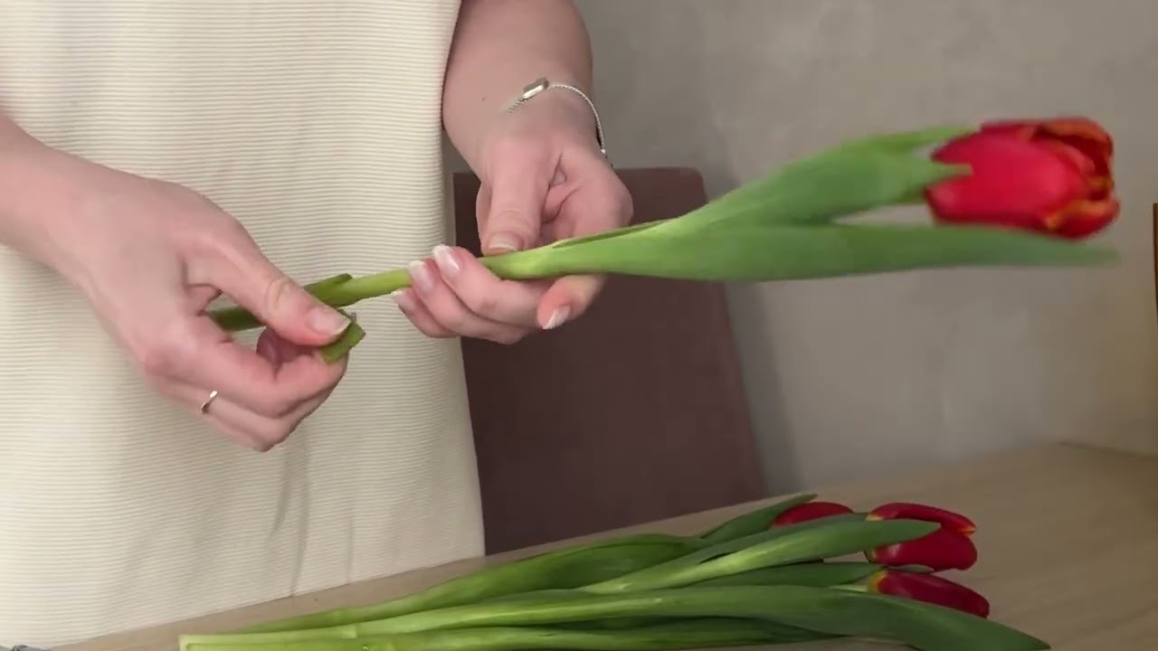 Preparing tulips for water and vase