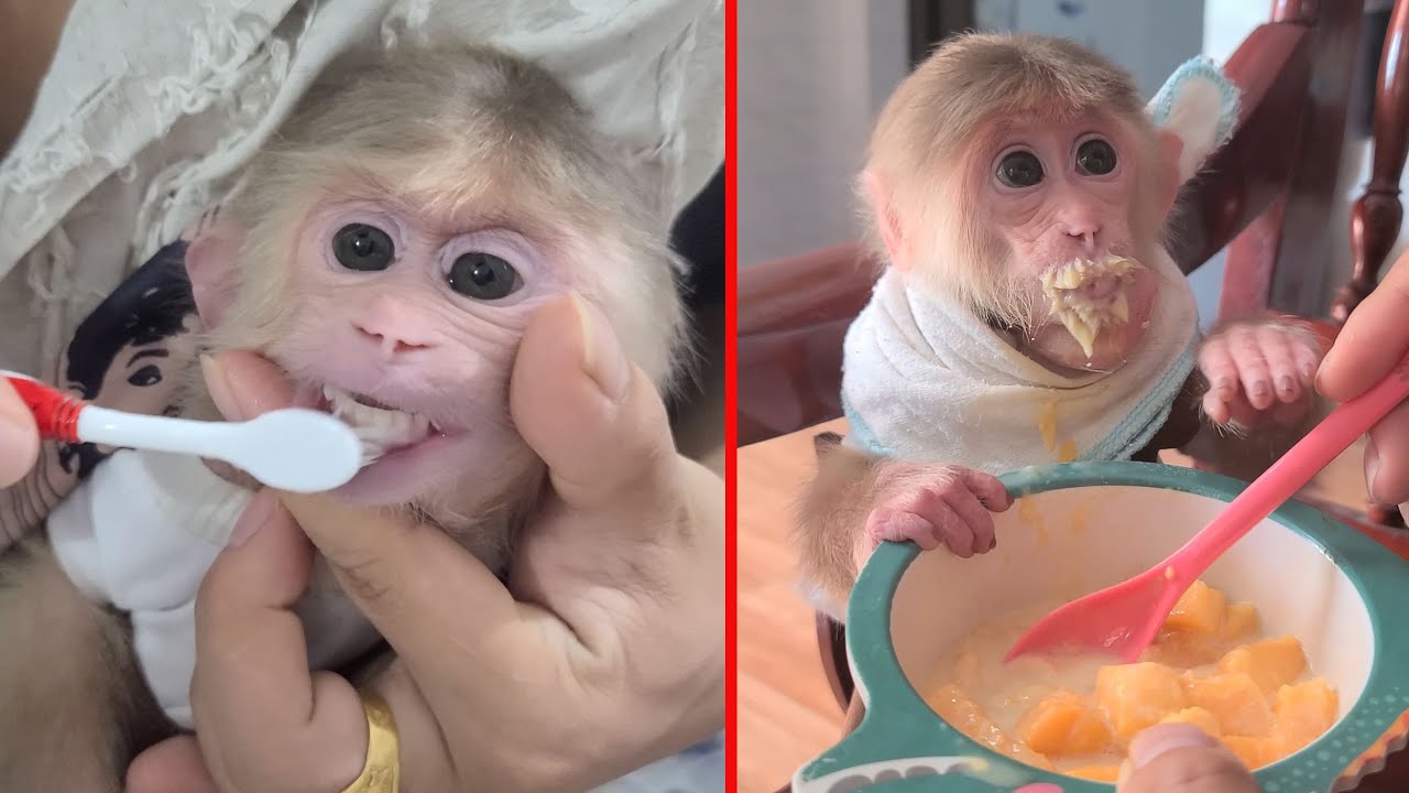 Dad spends time taking care of monkey David in the morning before going to work