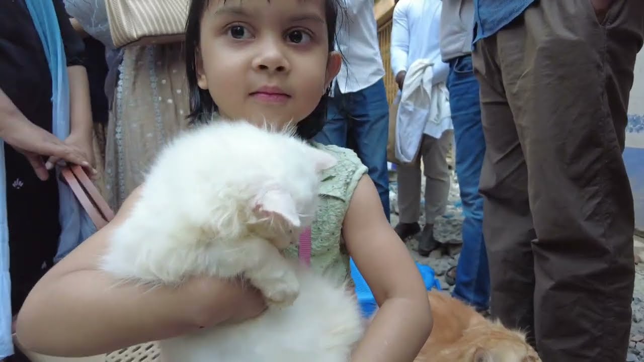 ঢাকার মধ্যে বিড়াল হাট | Persian cat price bd | মিরপুর ১ বিড়াল হাট | Mirpur 1 cat market