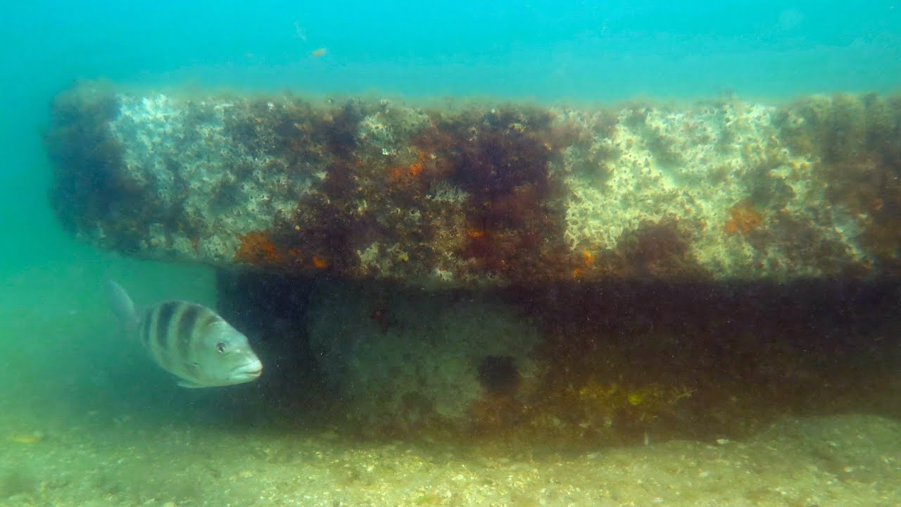 Sarasota Bay Artificial Reefs