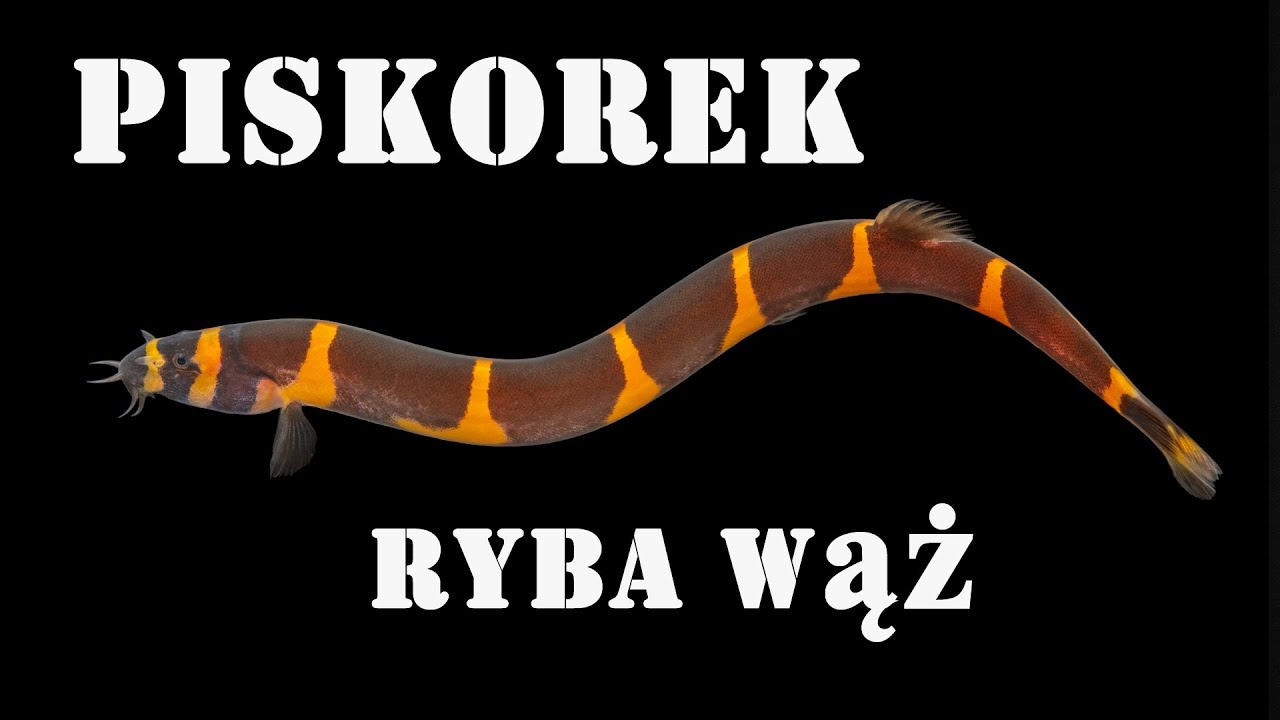 PISKOREK Kuhla - tajemnicza ryba wąż / cierniooczek