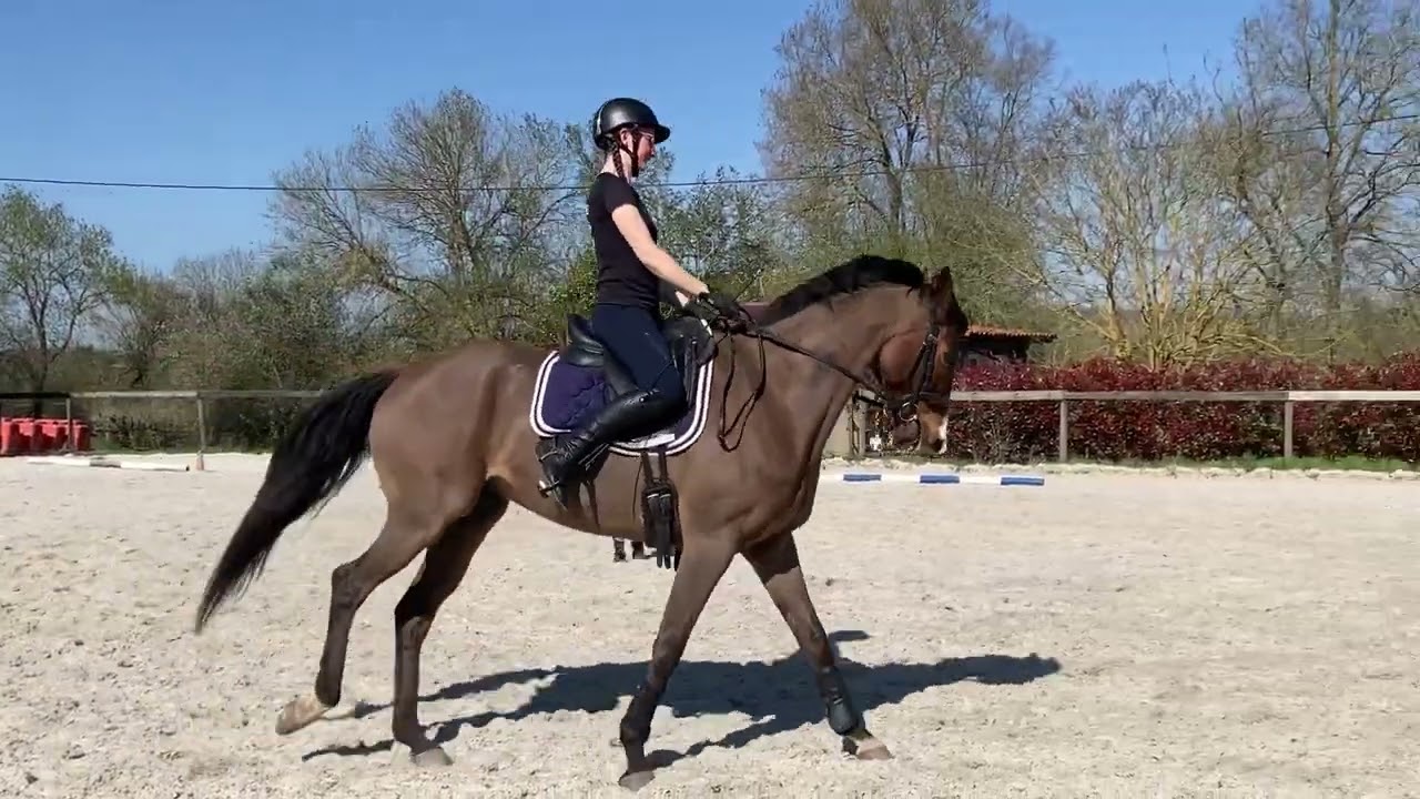 20/03/2026 - Stage dressage Ombeline Grosse - Cartoon