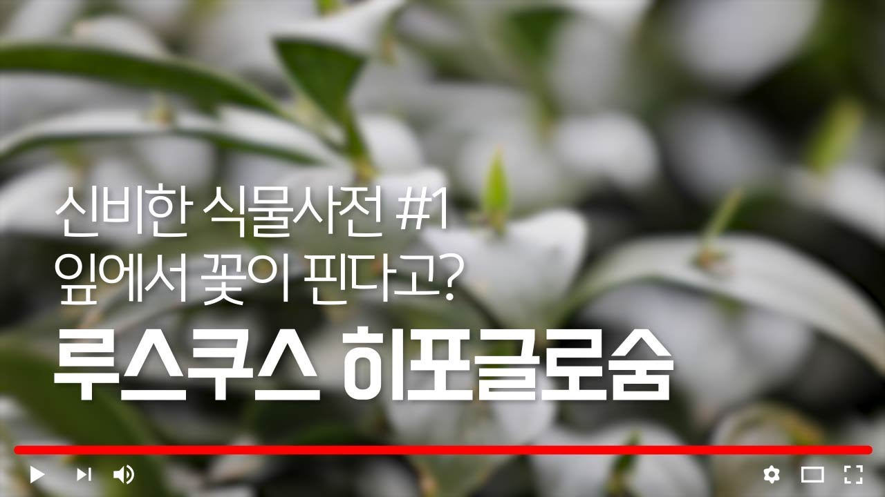 [신비한 식물사전] #1 잎에서 꽃이 핀다고? 루스쿠스 히포글로숨 #Ruscus