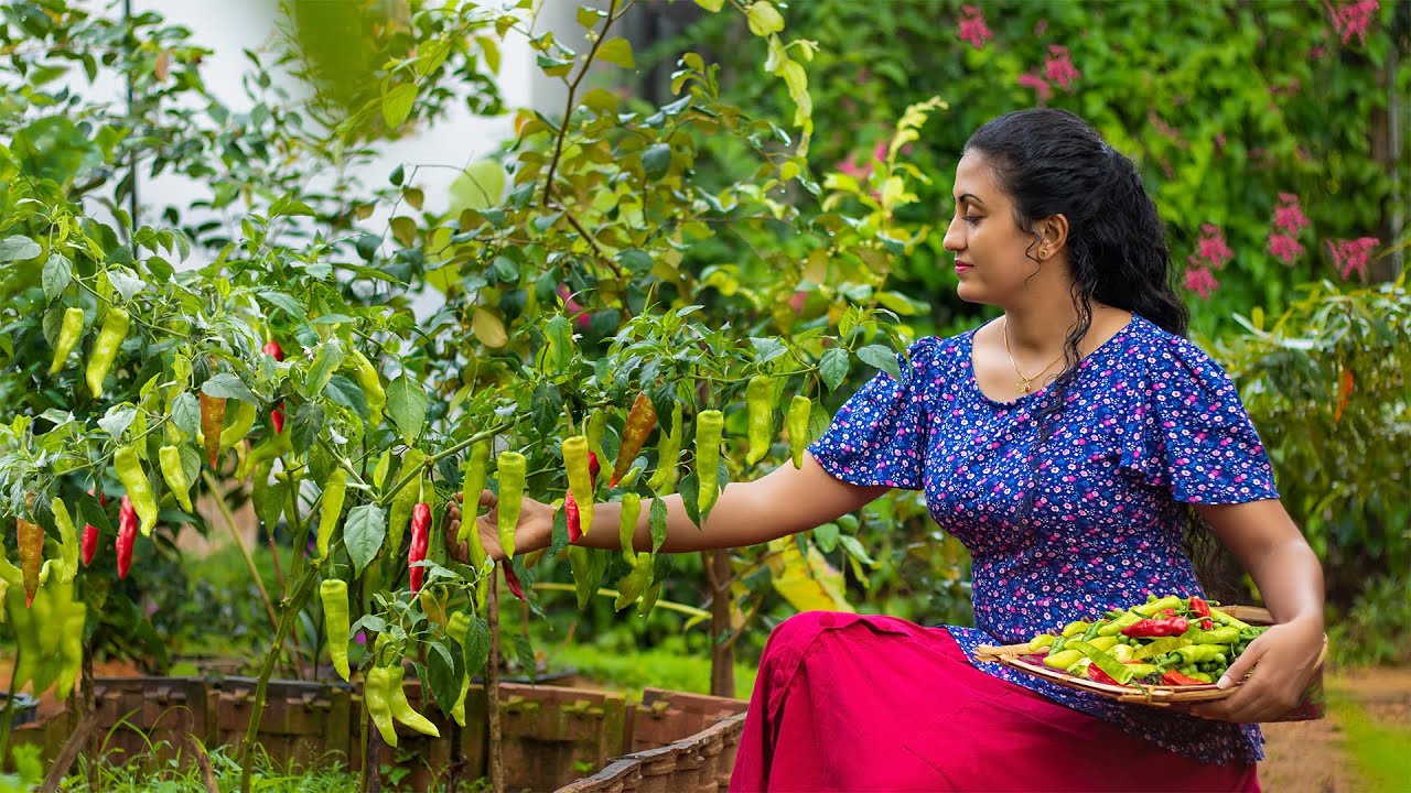 Home garden Capsicum!!.I prepared them in traditional way and my own ways|Poorna-The nature girl |