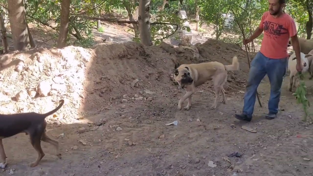 Kozbudaklar KÖYÜNDE Hayvancılık