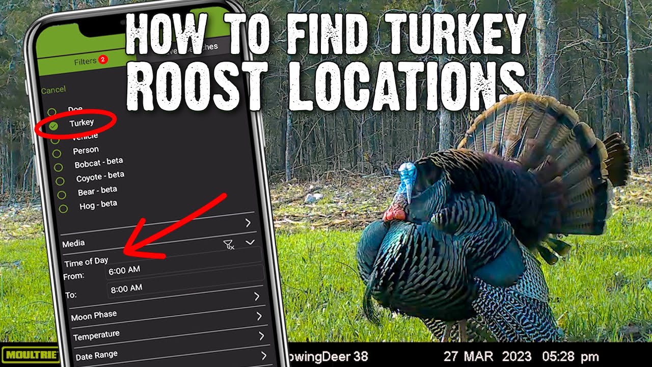 How to find Turkey Roost Locations -  Turkey Hunting Tips