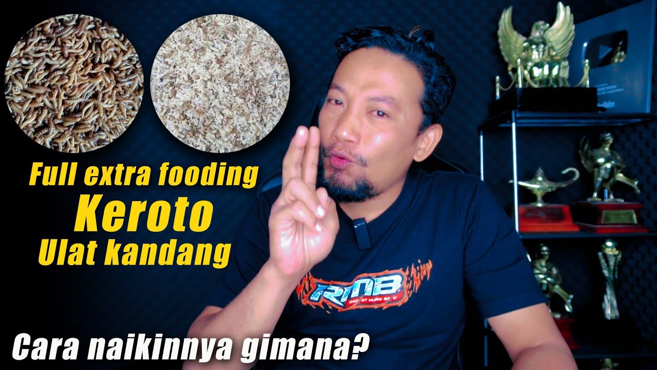 МУРАЙ БАТУ ПОВЫШАЕТ БЫСТРОСТЬ‼️докорм керото и мучными червями