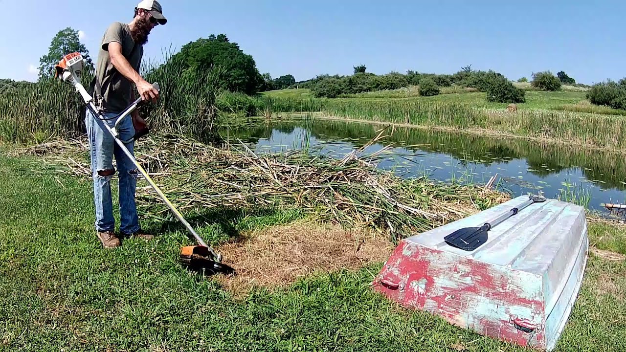 cleaning cattails around a farm pond