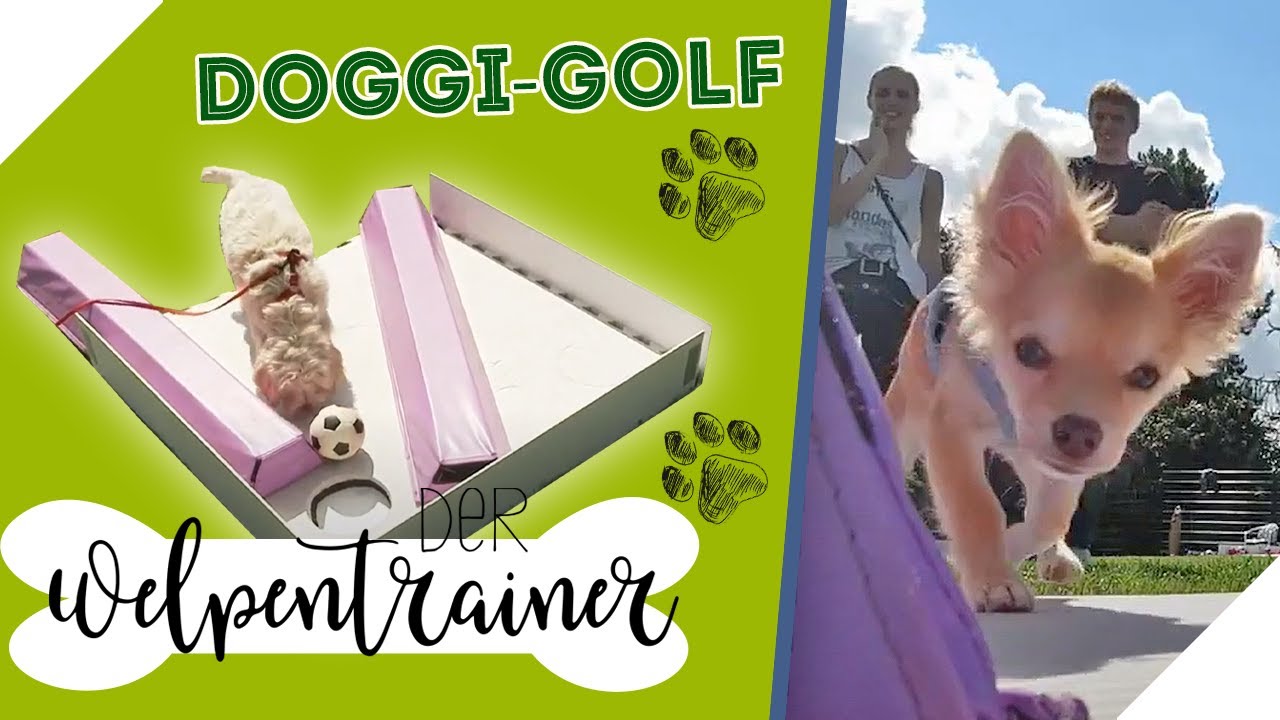 Viel Bewegung & Spaß! ⚾️ Eine neue Sportart für Hunde | Der Welpentrainer | sixx