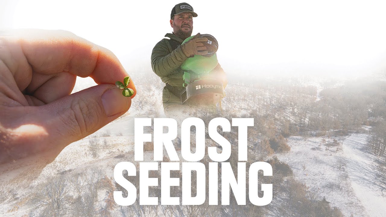 Frost Seed Clover: The EASIEST Way To A LUSH Food Plot