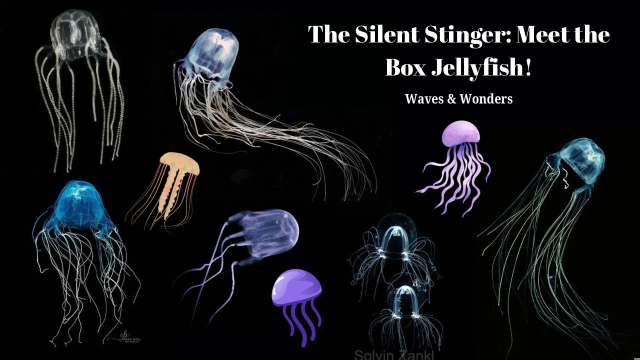 The Silent Stinger: Meet The Box Jellyfish! 