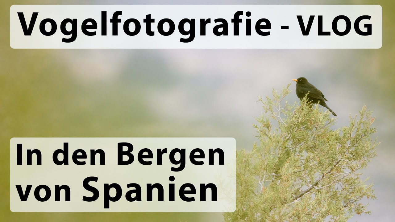 VLOG Vogelfotografie - In den Bergen Spaniens (inkl. Bildbearbeitung)