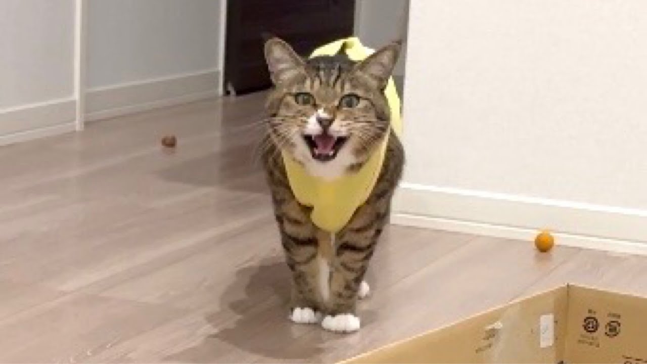 出てないのにう○こ報告しに来たイエローイモムシ