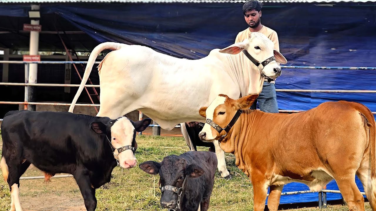 25/1/26/ ৪ পিস বাছুর গরুর কালেকশন নিয়ে হাজির হলো উত্তরবঙ্গের সুনামধন্য প্রতিষ্ঠান শাহিনুর এগ্রো।