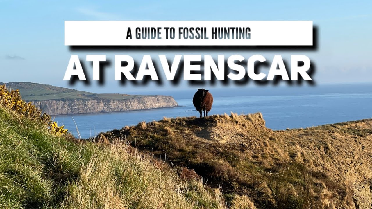 A guide to fossil hunting at Ravenscar near Whitby on the Yorkshire Jurassic Coast with live fossils