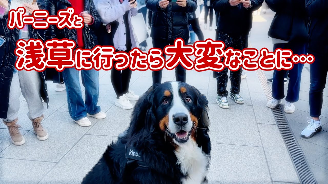 浅草でたくさんの観光客に囲まれたバーニーズマウンテンドッグ